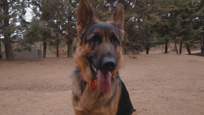 Collar Táctico con Bordado Incluido · Sheps in the Wild