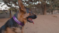 Reproducir el video en la vista de la galería, Collar Táctico 5 cm con Bordado Incluido · Sheps in the Wild
