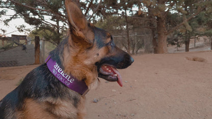 Collar Táctico con Bordado Incluido · Sheps in the Wild
